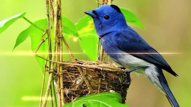 Bird Singing lovely