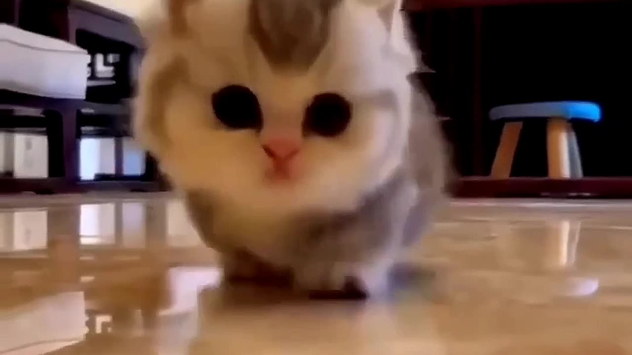 Cats 🐈 doing cats things 😀 |