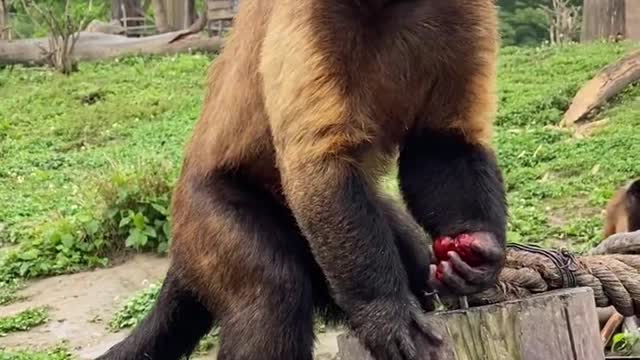 Do you know what kind of animal it is