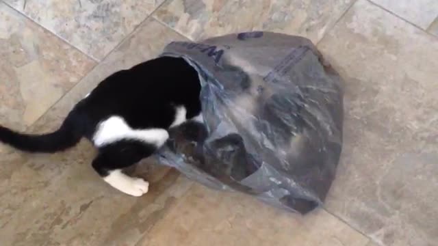 Curious cat trash bag runs off