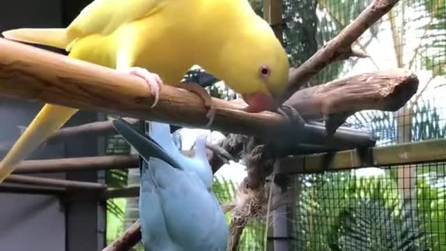 cute parrot yalo and greh fanny parrots #short #shortvideo | chotu mini pets