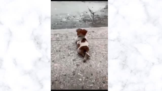 Little Puppy Enjoying rain while crossing his legs...!