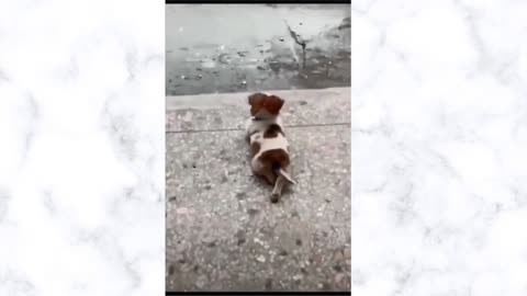 Little Puppy Enjoying rain while crossing his legs...!