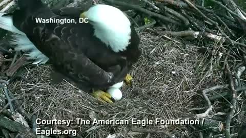 Bald eagle coddles unhatched eggs