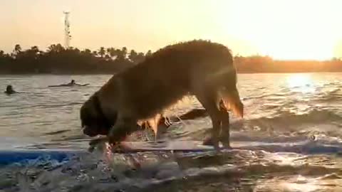 Dog playing in the sea