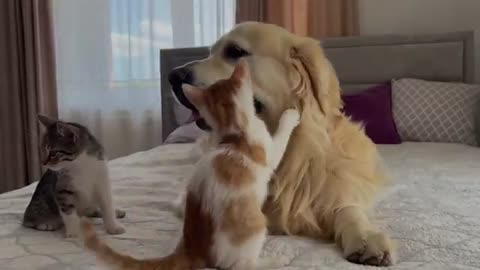 How the Golden Retriever and New Tiny Kittens Became Best Friends