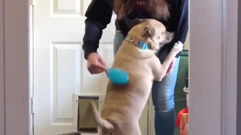 If you brush your hair in front of this pup you'll need to share