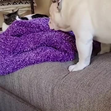 SAY THAT AGAIN BRO 🐶😹