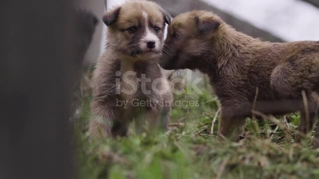 Close up of cute little dogs puppies playing in the grass stock video