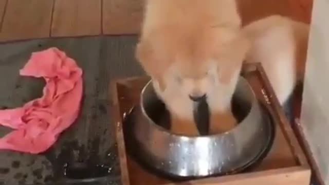A mischievous dog.