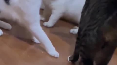 Funny cats video