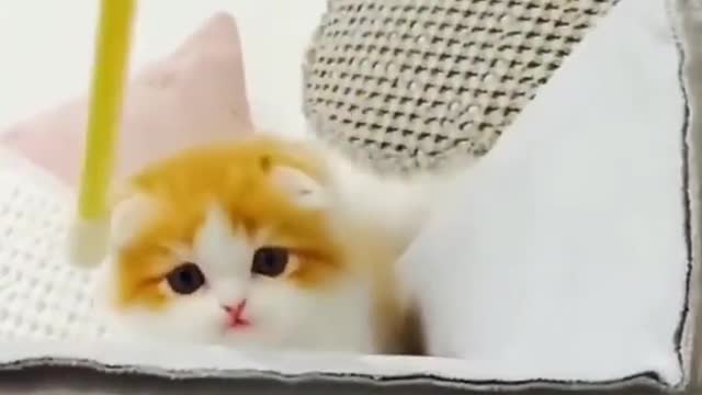 Cute Cats and Funny Baby Cat Videos Compilation