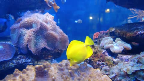 Beautiful Coral Reef Fish