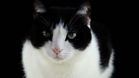 Black & white cat looking around,