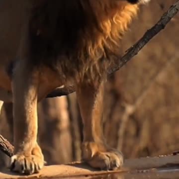 Wildlife in Closer View with natural perspective.