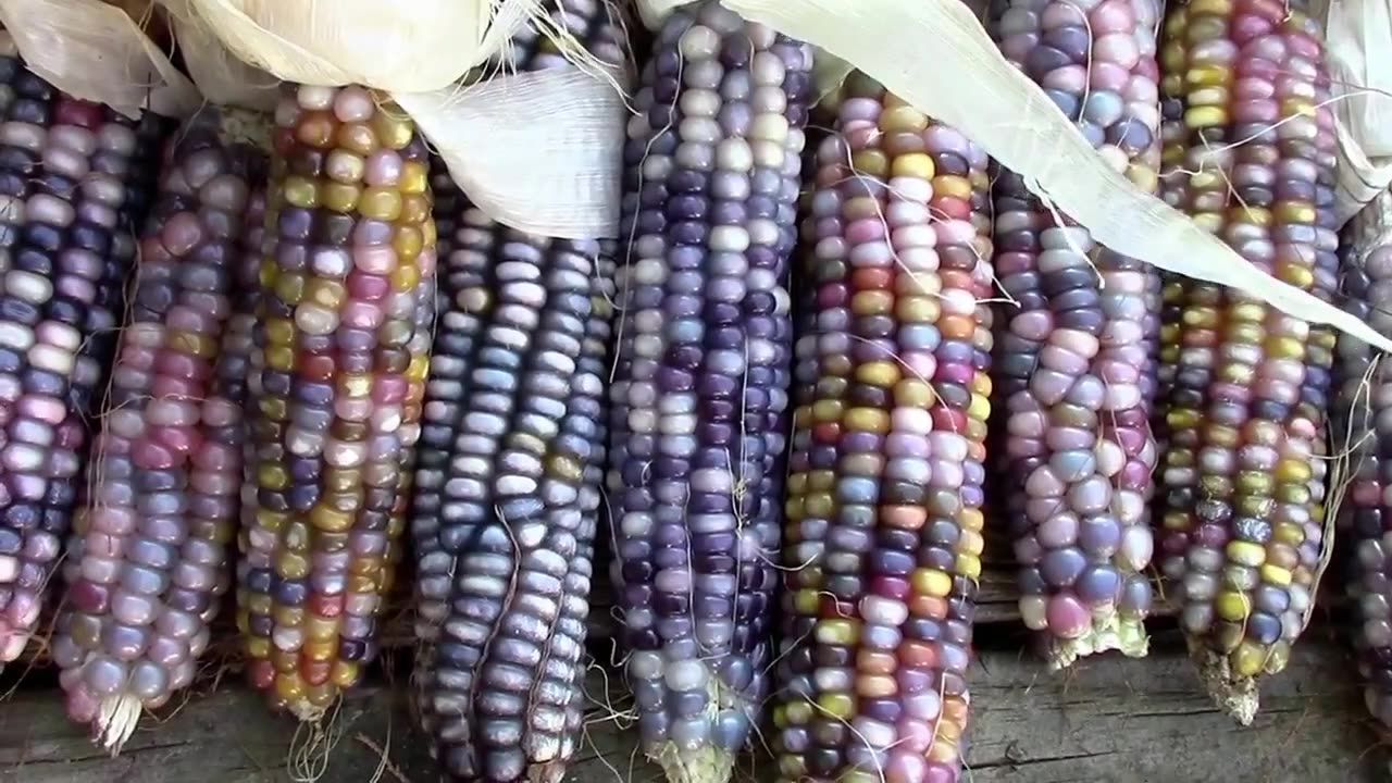 Harvesting Glass Gem Corn - Corn of Many Colors