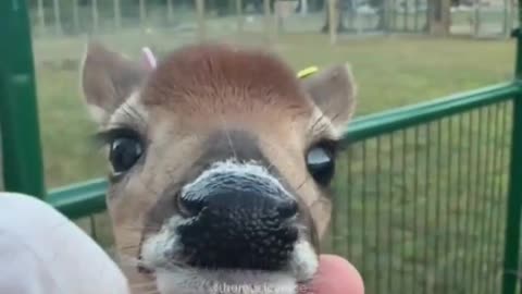 Deer Karaoke