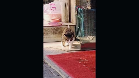 The Mysterious Smile of Cats A Comical Interpretation