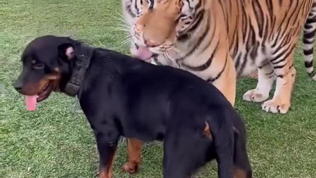 It turns out that tigers have a very cute and friendly side