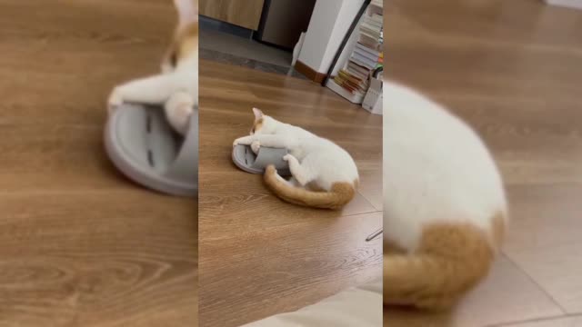 Puppy love is always loyal, provided that you are a competent master