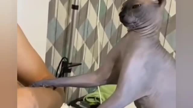OMG 😂Cute Cats Doing Funny Things 😍 Funniest Cats Video 😍 Cute Cats #cats #cute #funny #shorts #27