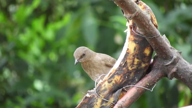 bird gets food