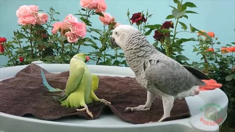 Indian Ringneck Greet African Grey Parrot