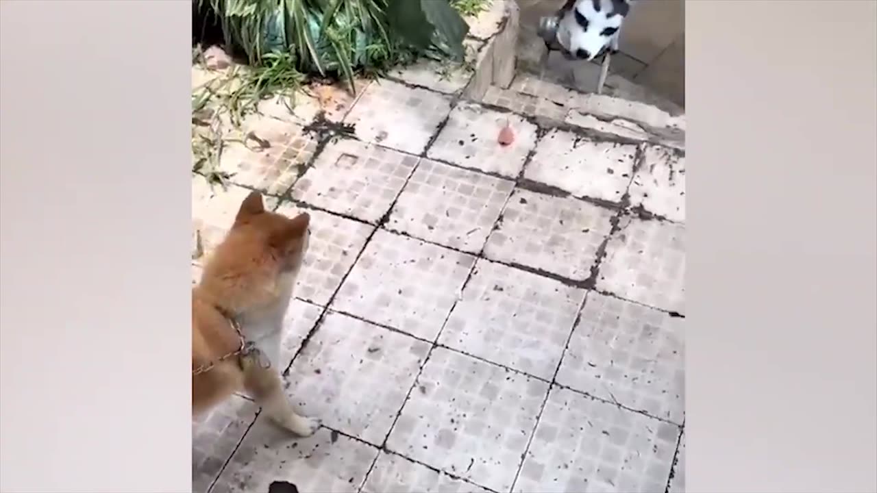 🙉 Funny Dogs, Cats and Animals Videos 🤩 TRY Not to Laugh!