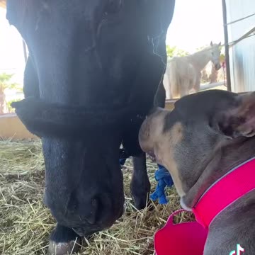 Duke the horse and AK the American bully