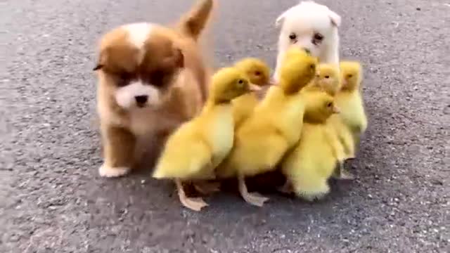 Cute dog and duck