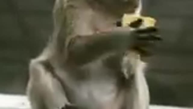 Monkey funny video