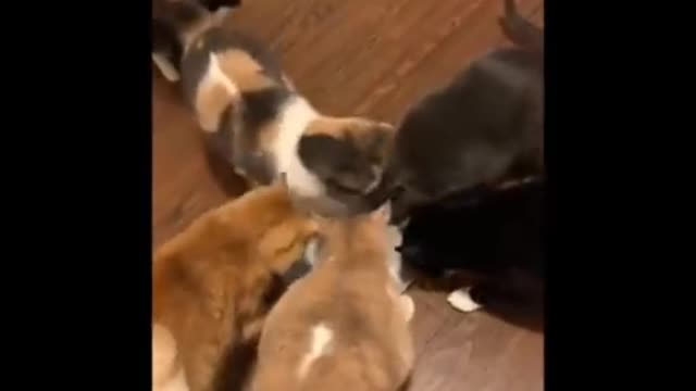 Lovely cats 🐱🐱