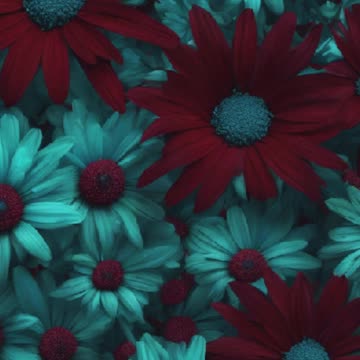 DRIED CHERRY JUICE SERIES | EPISODE 1 • COMING SOON