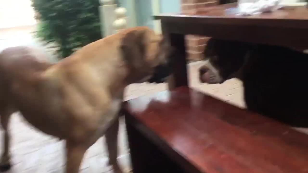 Boerboel and American Bulldog/ staffy playing