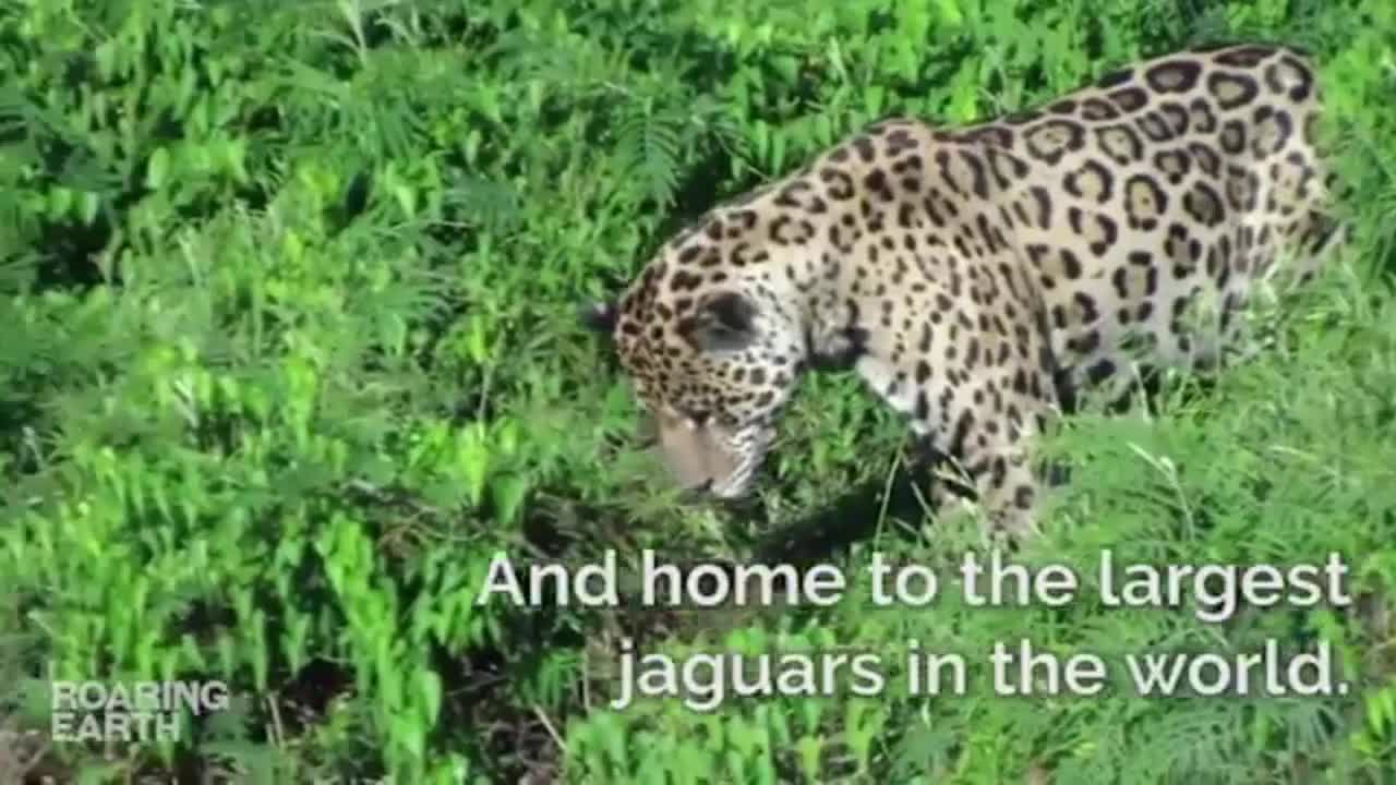 Jaguar Dives to Catch Caiman