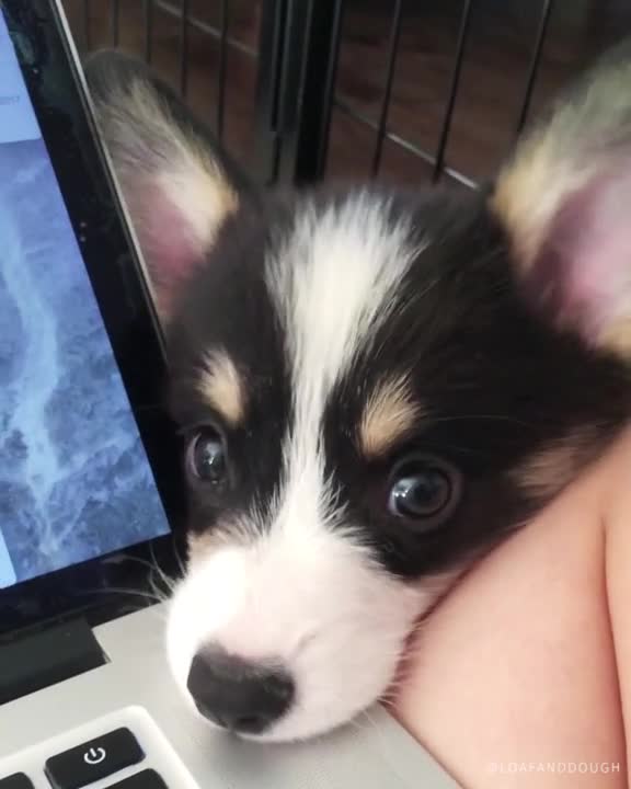 Cachorro de Corgi demanda atención de su dueña