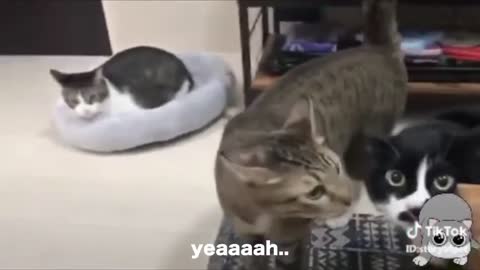 Cats talking!!! These cats speak better english than human