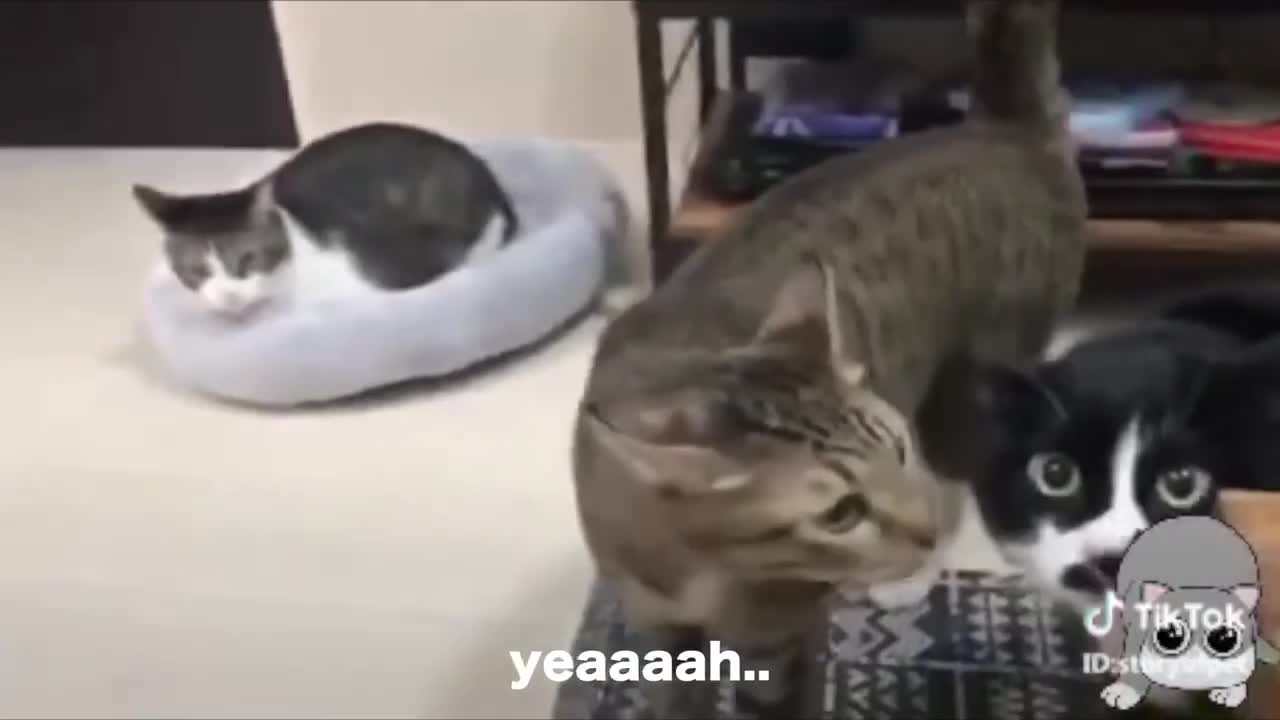 Cats talking!!! These cats speak better english than human