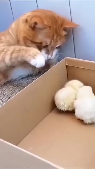 funny cat shorts❤🤣#shorts #funnycats