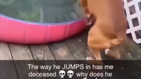Dogs and Cats Being Total Goofballs! 🐾🤪