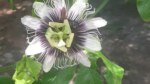 THE PASSION FLOWER