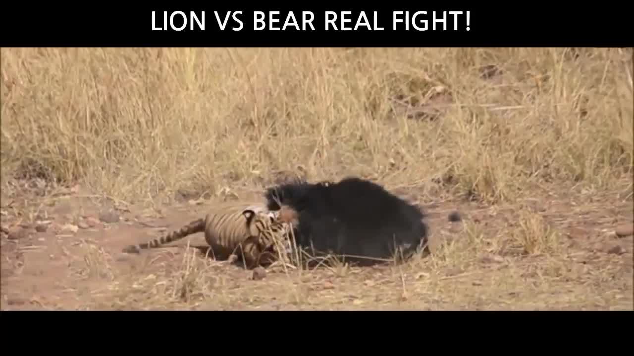 Lion and Bear Real Fight! Who wins???