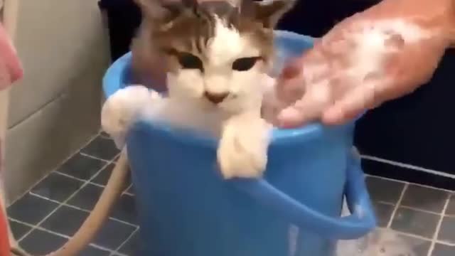 cat bath man bath cat lov