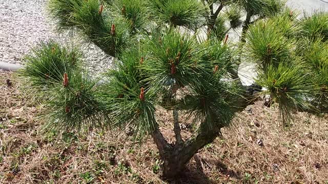 Green spring is coming to the pine trees