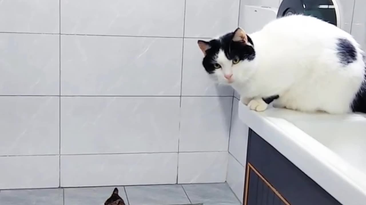 Cute cat funny