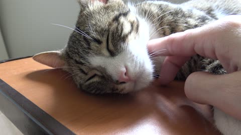 Sweet Kitten Purrs, Sleeping on the Table