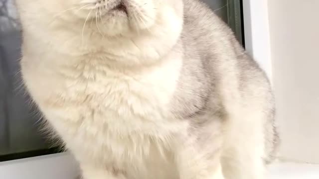 Cat Eyes Shows His Feeling ❤️😍