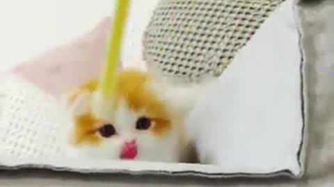 Funny cats doing fun acts