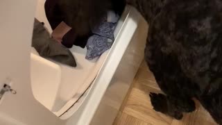 Laundry day is better with a helper
