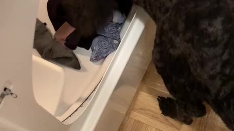 Laundry day is better with a helper